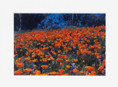Poppies