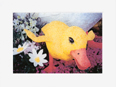 Yellow Flowered Duck