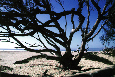 Silhouette Tree on the Dunes to hang in living room