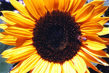 Sunflower with Bee for Kitchen