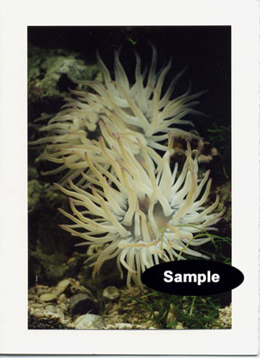 Sea Anemone