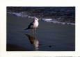 Single Seagull