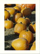 Pumpkin Patch V