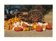 Pumpkins with Old Tractor