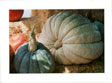 blue kabocha pumpkins