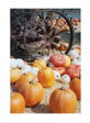 Pumpkins with Old Tractor Wheel