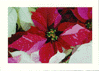 Red Pink Poinsettia
