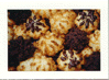 Macaroons