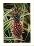 Pink Pineapple