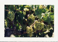 Old Vine Green Grapes