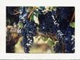 Old Vine Cab Grapes H