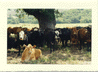 Cows in Shade Cow