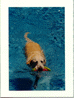 Yellow Labrador Swimming Lab