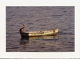 Pelican on Boat