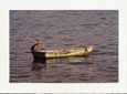 Pelican on Boat Pelicans