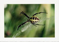 Argiope Spider in Web