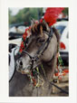 Horse with Feather