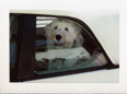 Sheep Dog in Back Seat