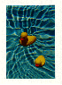 Rubber Duckies Swimming