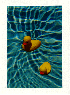 Yellow Rubber Ducky Rubber Duck