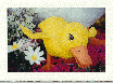 Yellow Duck