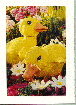 Yellow Duck Ducks