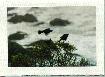 Blackbird by the Sea