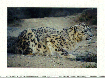 Snow Leopard Clouded Leopard