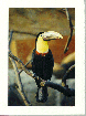 Toucan