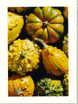 Fall Squash Gourds