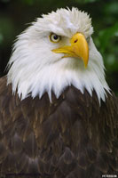 Pride of America ~ Bald Eagle